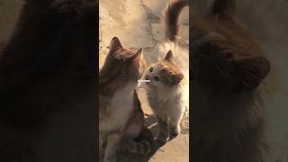 Download lagu Dhruv - Double Take~ lyrics [speed up remix] #dhruv #doubletake #lyrics #shorts #spedup #remix mp3