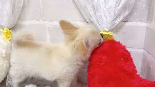 チワワ（ロング）の動画01