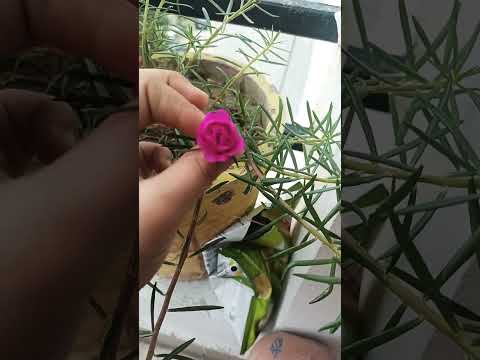 #In balcony #mihika #cutflower