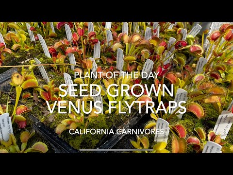Plant of the Day; Seed Grown Venus Flytraps