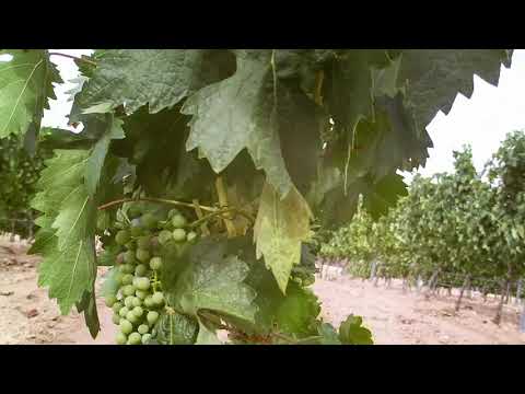Vineyard timelapse - TresPiedras Winery