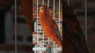 Download lagu El canario canta melodiosamente #pájarocanario #canariobuen #maestrocanario #canariohermoso #birds mp3 Download lagu El canario canta melodiosamente #pájarocanario #canariobuen #maestrocanario #canariohermoso #birds mp3