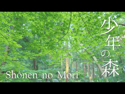 【御所見】少年の森 -初夏-　Shonen_no_Mori , The Park of Youth in Fujisawa . June 【藤沢市】
