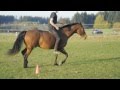 Freiheitsdressur Mit Pegasus Reiten Ohne Sattel Und Trense
