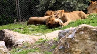 preview picture of video 'Joli moment avec les lions de Pairi Daiza'