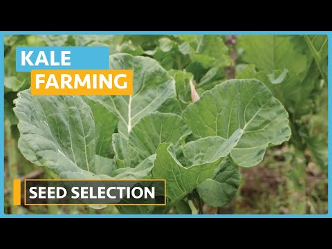 Kale Farming Lesson 1 Introduction
