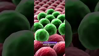 Kanserde Metastaz Riski: Kanda Dolaşan Tümör Hücreleri (CTC) Testi | Prof.Dr. Tülay Akman