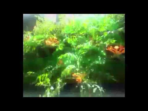 TOKIMONSTA FT DRE PRINCE LINE TO DOT/ 2LIPS1PEARL x CUPIDITY/SAMURAI GIRL