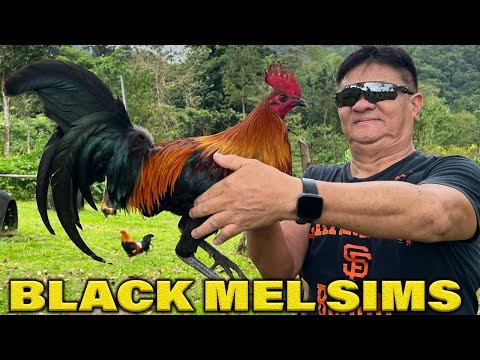 Melsims Black Trio Pure Duke Hulsey Lemon 84 - Bj Lunao Farm