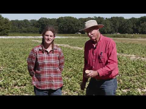 Response of GRKN Resistant Clone to Nitrogen Rate