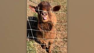 Funniest Farm Animals Caught on Camera!