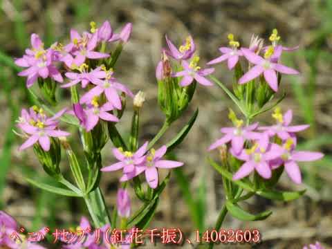 リンドウ科 植物