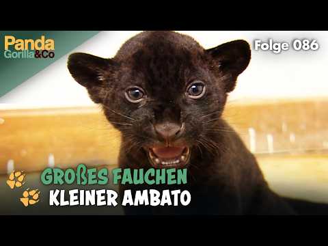 Eisbär Knut allein im Zoo und Jaguar Ambato zeigt seine Zähnchen | Panda, Gorilla & Co