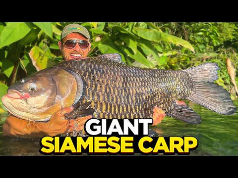 Big Carp Fishing At Gillham's Fishing Resort