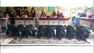 Download lagu Tari saman SD Kelas 5 B SDN 243 Cicabe mp3