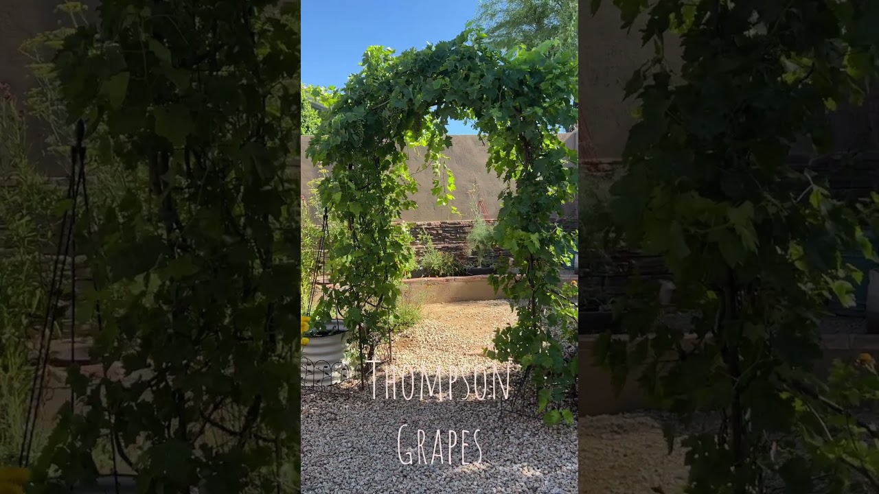 Thompson Grapes (grape vine trellis idea)