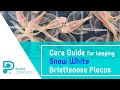 Care Guide for keeping Snow White Bristlenose Plecos