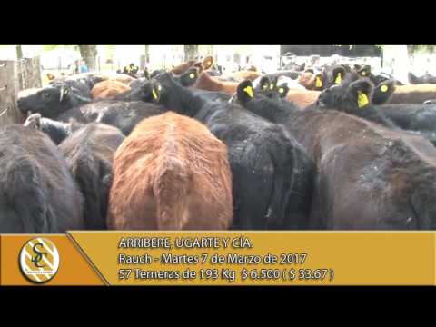 07-03-17 venta de hembras - Arribere, Ugarte y Cía. - Rauch