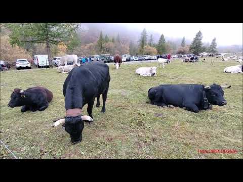 MUCCHE VALDOSTANE E PIEMONTESI ALLA FIERA DEI 10 A BELLINO LOCta' MELEZE' (CN) LUN. 10 - 10 - 2022.