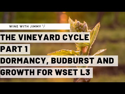 WSET Level 3 Wines - Understanding the Vineyard Cycle Part 1