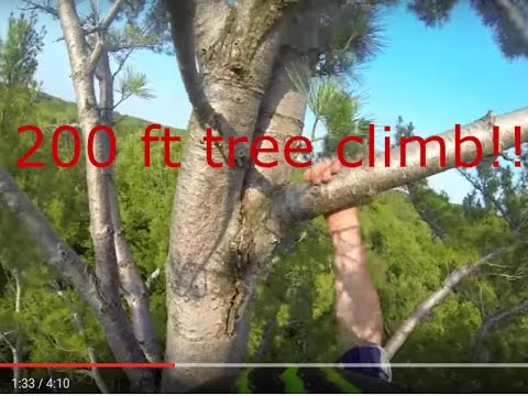 INSANE TREE CLIMB (no harness)