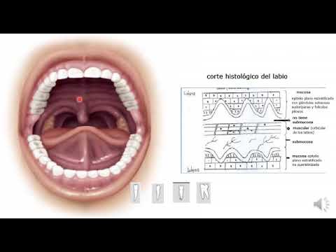 2 Cavidad bucal y dentición.