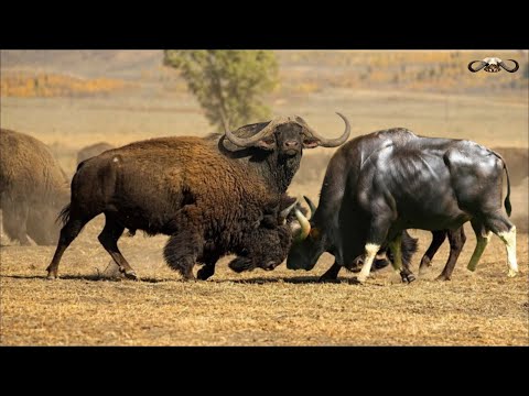 Indian Gaur vs American Bison Fighting Video With Hindi Documentry [ Hindi Documentary ]