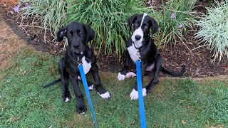 How to leash train a great dane puppy in 1 minute