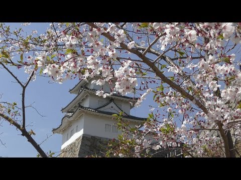 ⁴ᴷ 【桜満開/兵庫 明石公園/2019】4/9(火)