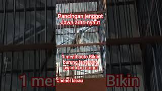 Download lagu lbantu like komen & subscrib klo postingan ini berguna #masteran #kicau #jenggot #muraibatu mp3 Download lagu lbantu like komen & subscrib klo postingan ini berguna #masteran #kicau #jenggot #muraibatu mp3