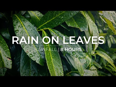 Rain on Leaves | 8 Hours of rain falling on leaves | Relaxation Meditation Fall asleep fast