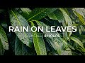 Rain on Leaves | 8 Hours of rain falling on leaves | Relaxation Meditation Fall asleep fast
