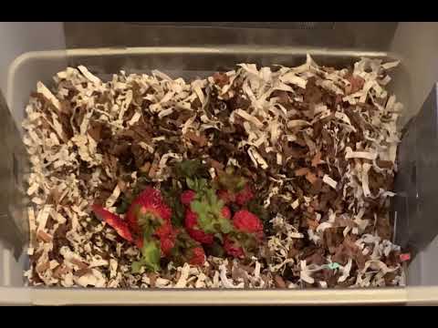 Tiny Worm Bin feeding & check on composting worms. 20 days old, built in a Vermicomposting class