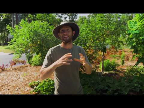 Man Growing and Foraging 100% of His Food Living In Tiny House - 1 Year - Day 200 Update