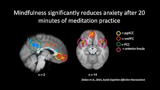 The Neuroscience of Meditation, Mindfulness, and Compassion