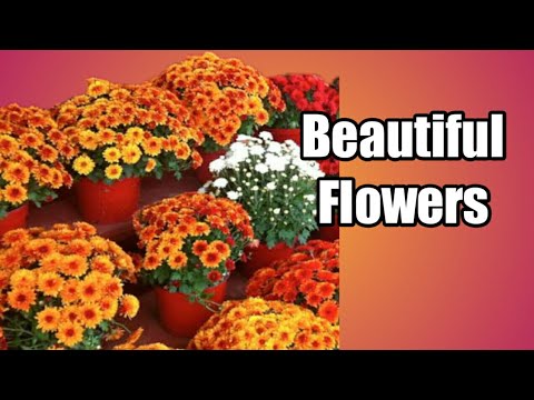Beautiful Flowers | Beautiful Flowers Video |Sanjit Videos