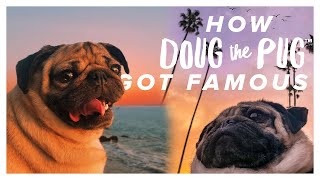 How Doug The Pug Got Famous