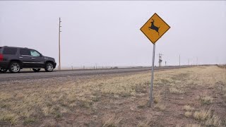 Wyoming creates app for claiming roadkill