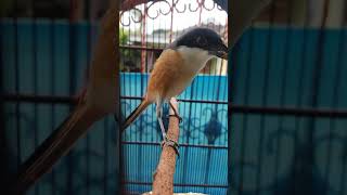Download lagu Cendet pilis jantan gacor mp3 Download lagu Cendet pilis jantan gacor mp3