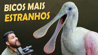 Miniatura do vídeo