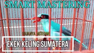 Download lagu MASTERAN PINTAR BURUNG EKEK KELING SUMATERA SUARA KERAS DAN TAJAM mp3 Download lagu MASTERAN PINTAR BURUNG EKEK KELING SUMATERA SUARA KERAS DAN TAJAM mp3