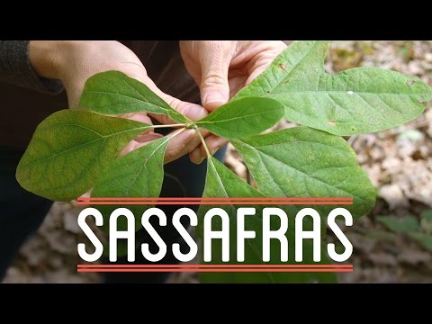 Sassafras | How to Make Everything: Root Beer Float (5/7)