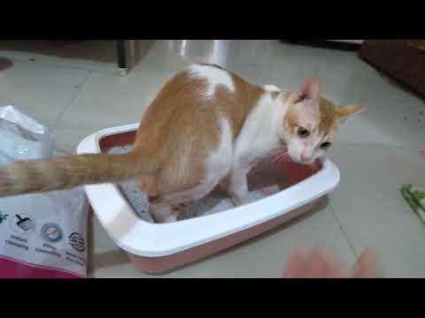 Wow ... My new litter tray