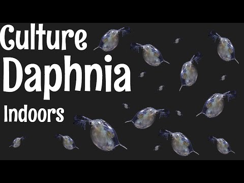 How to Culture Daphnia