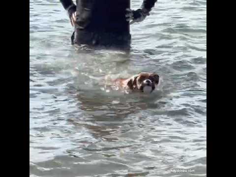 First swim #dogswimming #swimmingdog #boxerpuppy #boxerdog