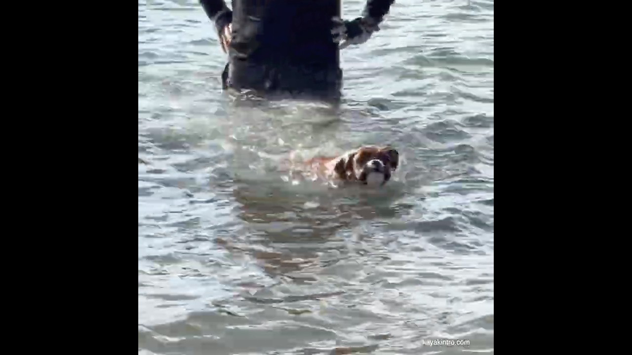 First swim #dogswimming #swimmingdog #boxerpuppy #boxerdog