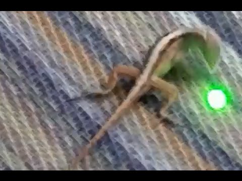 LASER LIZARD