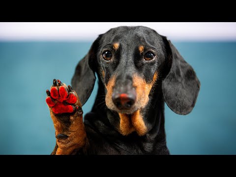 Crypto Trace NFT project by Doxie Din!