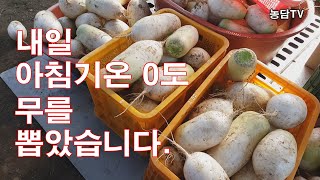 내일 아침기온 0도. 무를 뽑았습니다.