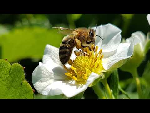 Odmiana truskawek LAETITIA